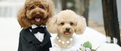 4606wedding_dog_2