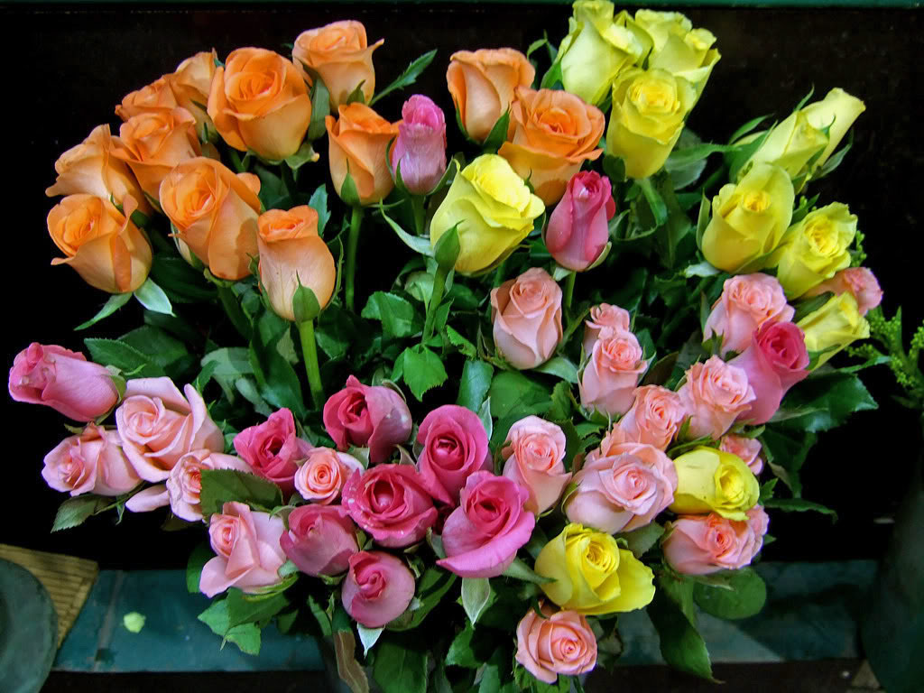 mazzodirose